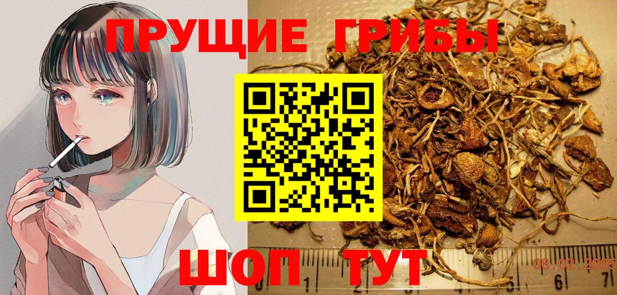 Галлюциногенные грибы Psilocybine cubensis Славгород